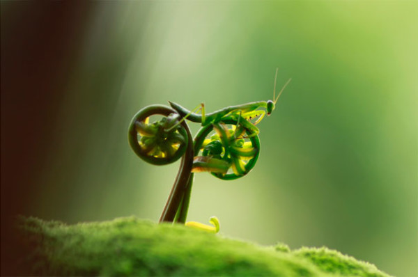 20. This praying mantis riding a bicycle made of ferns...