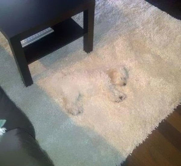 21. This rug-dog.